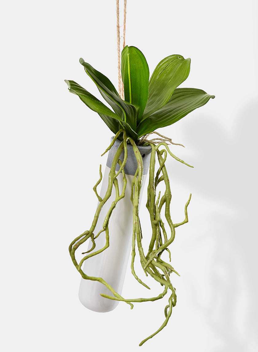 Orchid Leaves &amp; Roots Hanging In Ceramic Tube Vase