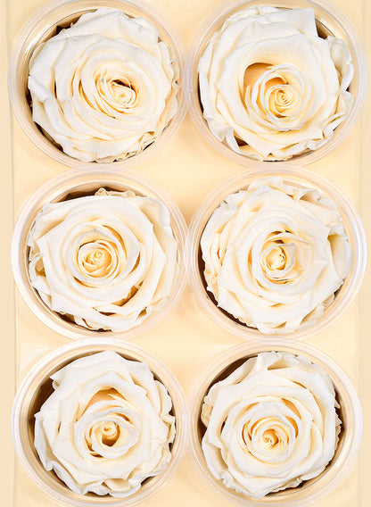 Preserved Cream Rose