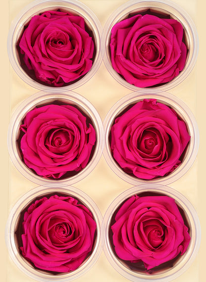 Preserved Dark Pink Rose