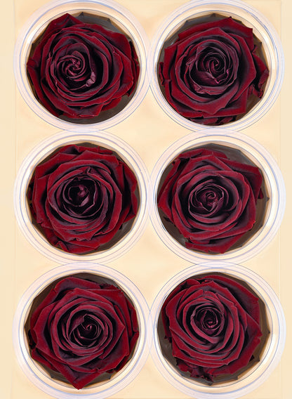 Preserved Burgundy elegant red wine rose