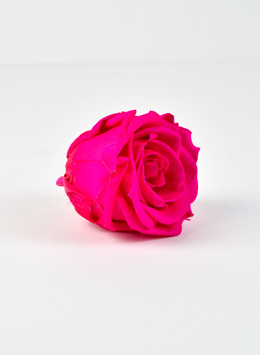 Preserved Dark Pink Rose