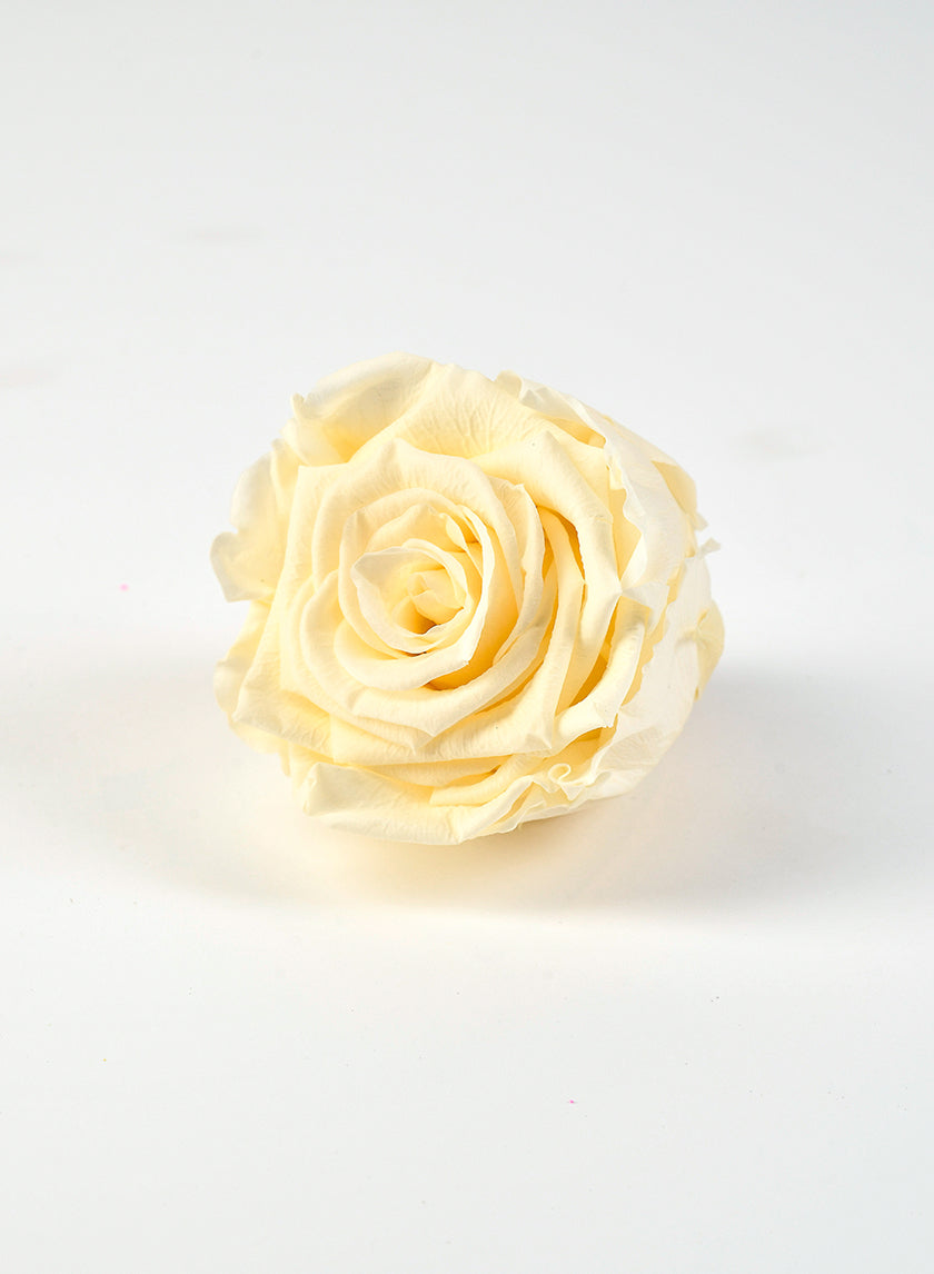 Preserved Cream Rose