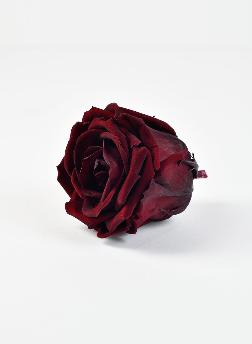 Preserved Burgundy elegant red wine rose