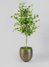 Chatai Cache Pot Planter