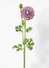 27in Purple & Green Ranunculus