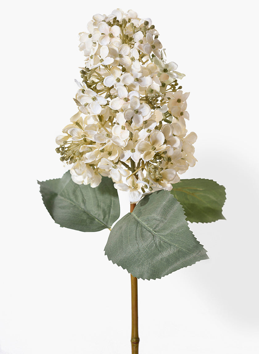 20in White Panicle Hydrangea