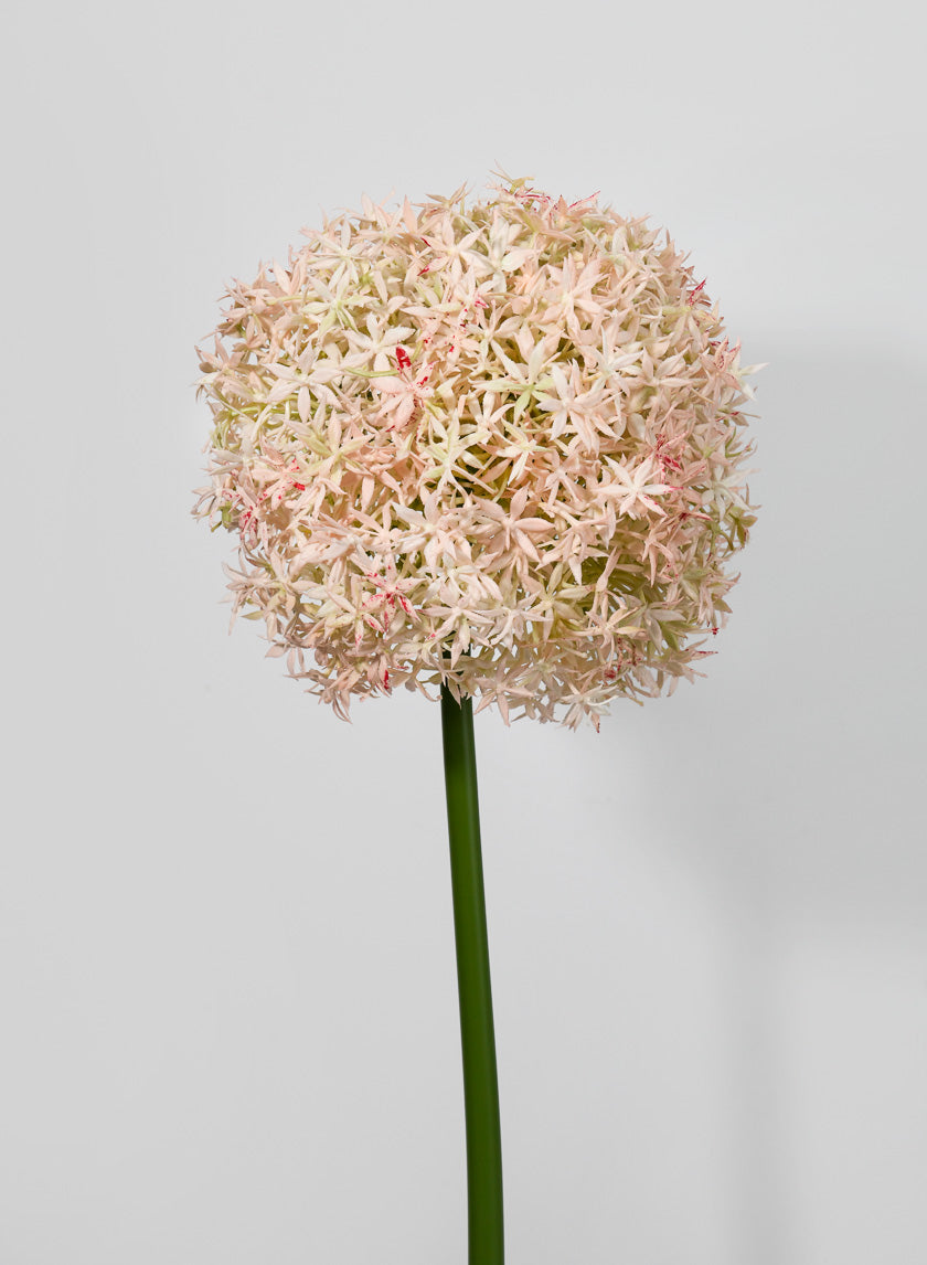 35  1/2in Giant Allium