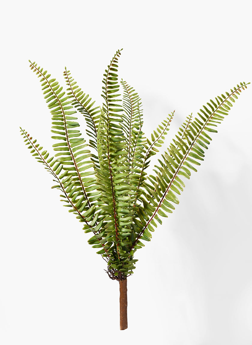 20in Boston Fern Bush