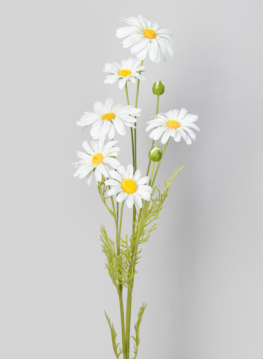 35in White Shasta Daisy Spray