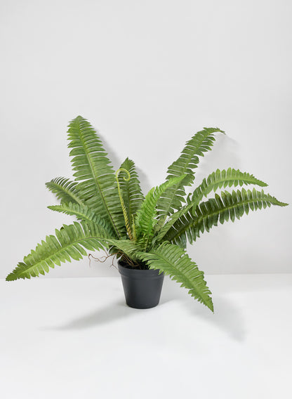 22in Potted Leather Fern Plant