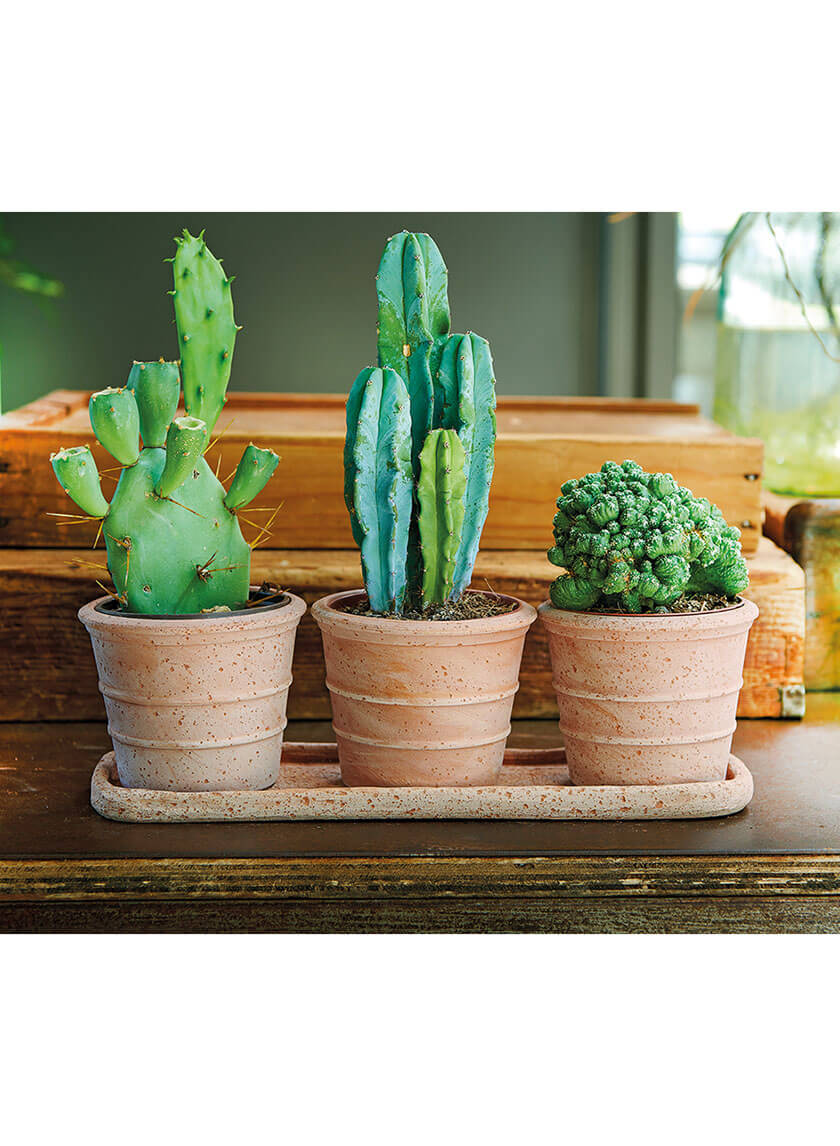 Vaso Mini Siena Terracotta Pots and Saucer Set