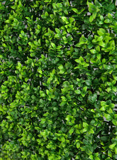 20in square  Mature Boxwood Mat  (indoor/outddor)