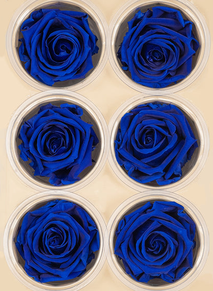 Preserved Deep classy Blue Roses