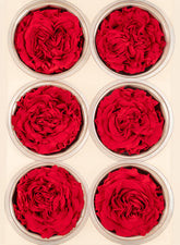 Preserved Red Garden Rose