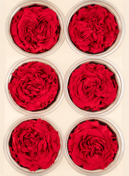 Preserved Red Garden Rose