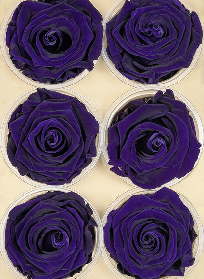 Preserved Purple Roses