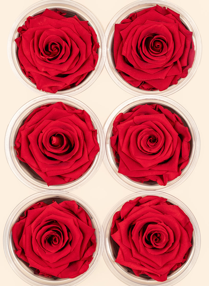 Preserved Passionate Red Rose