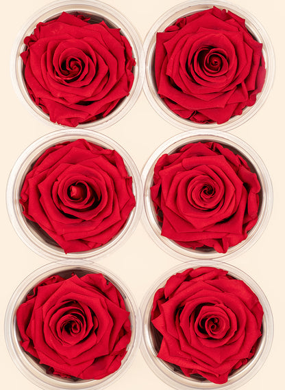 Preserved Passionate Red Rose