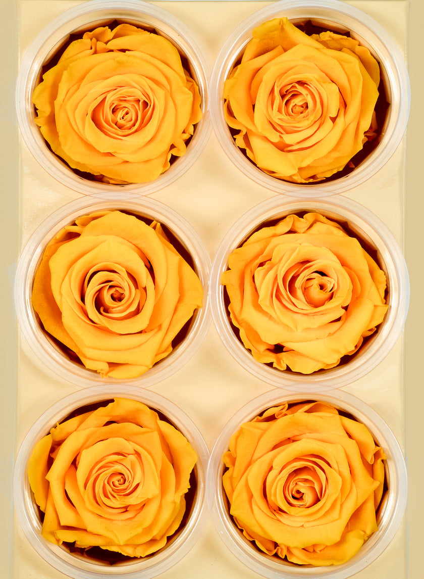 Preserved gracious Yellow Rose