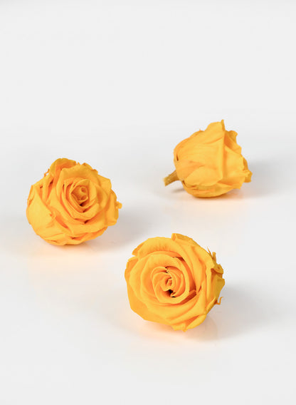 Preserved gracious Yellow Rose