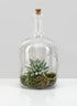 Large Rio Bottle Terrarium