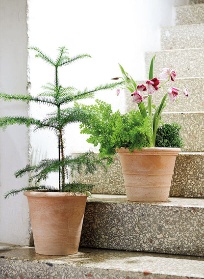 Siena Cone Terracotta Pots