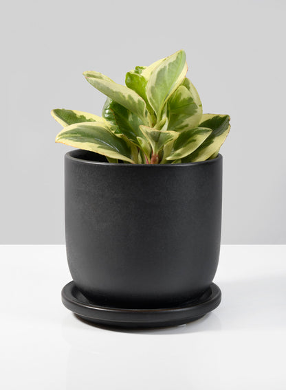 4  1/2in Matte Black Aeon Ceramic Pot &amp; Saucer