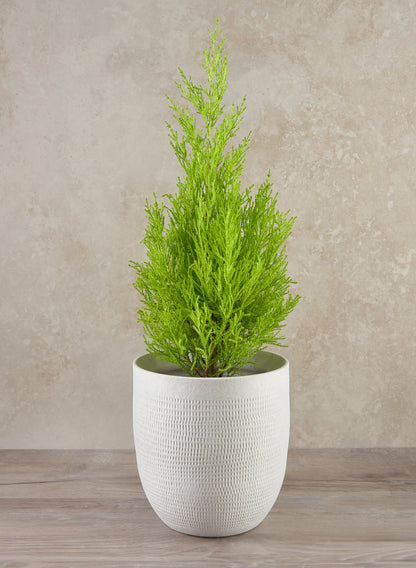 7in Santorini Sand White Cachepot