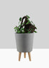 14  1/2in Vaso Grey Ceramic Pot With Wood Legs