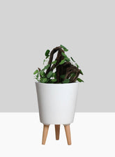 14  1/2in Vaso Matte White Ceramic Pot With Wood Legs