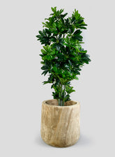 44in Tall Artificial Schefflera Tree