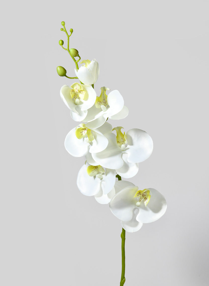 35in White &amp; Yellow Phalaenopsis