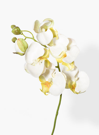 20in White Phalaenopsis