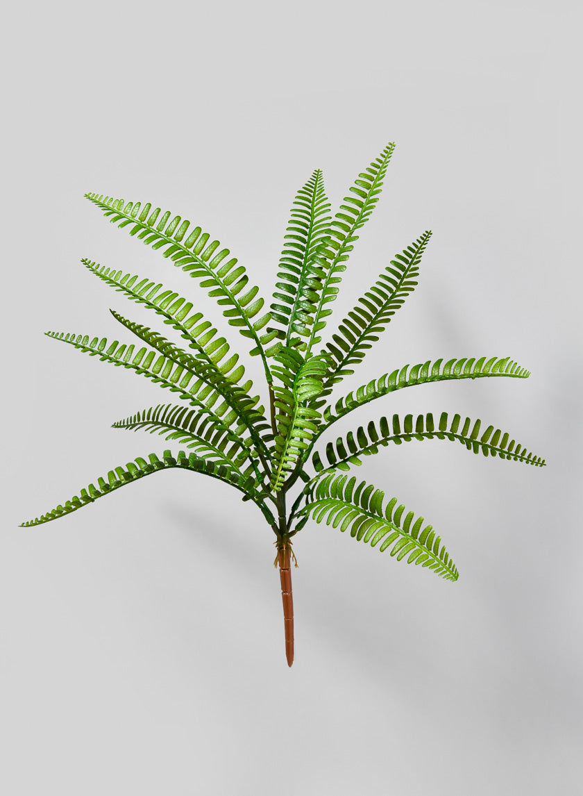 17in Boston Fern Pick