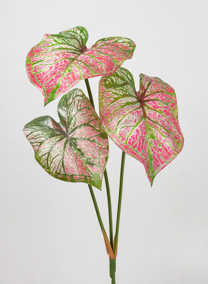 3 Leaf Red Caladium Stem