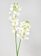 33in Green Double Orchid Stem