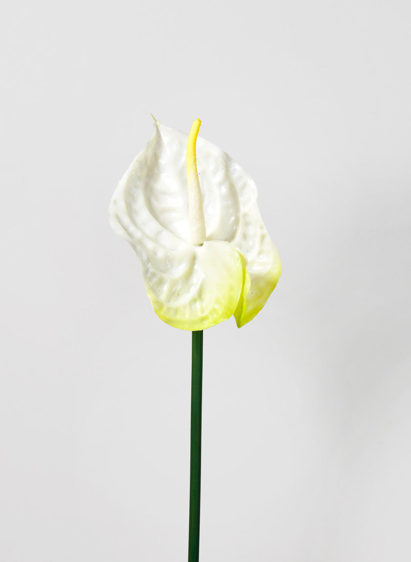 27in Anthurium Spray, White