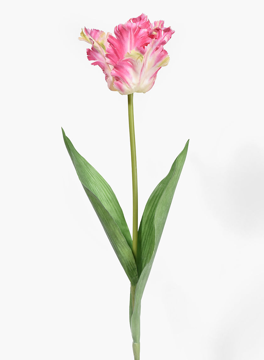 Pink Parrot Tulip