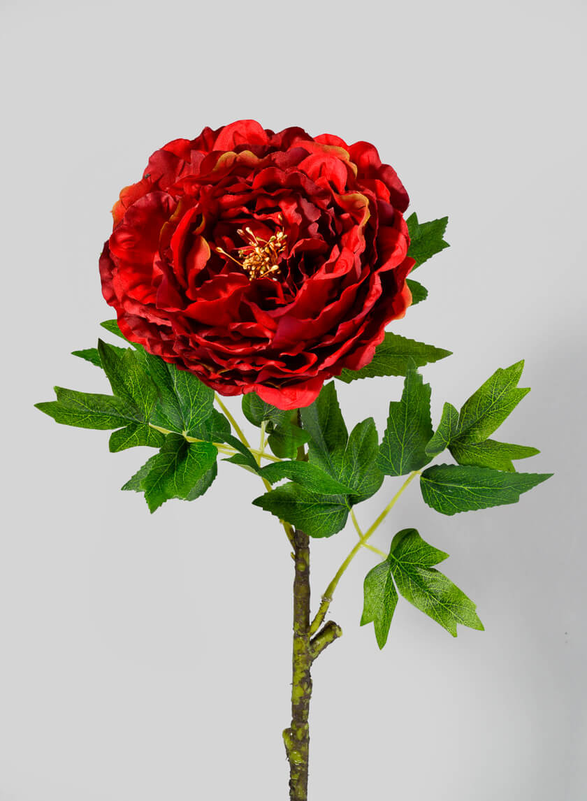 Red Charm Peony Stem