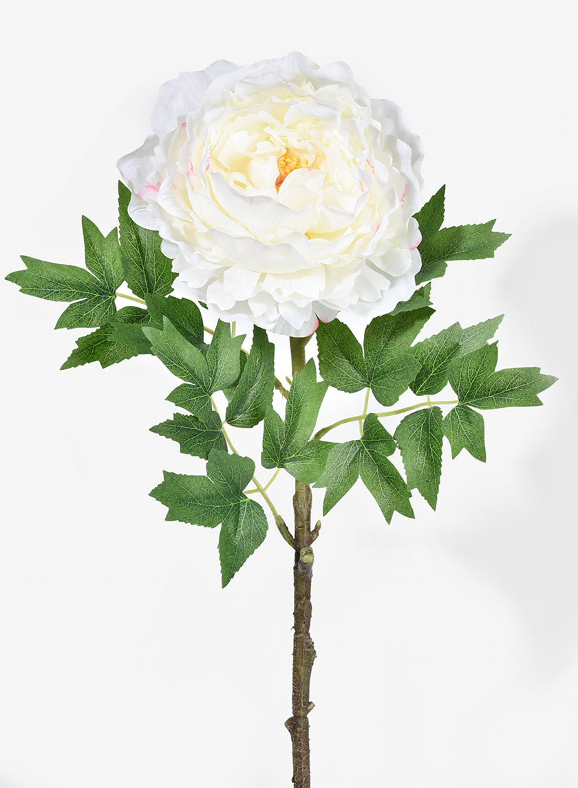 White Peony Stem