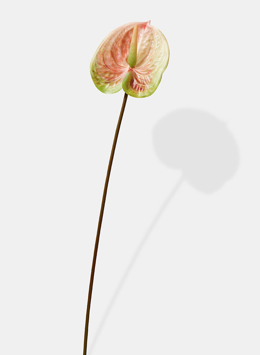 22in Peach &amp; Green Anthurium Spray