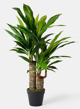 35in Artificial Dracaena