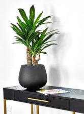 35in Artificial Dracaena