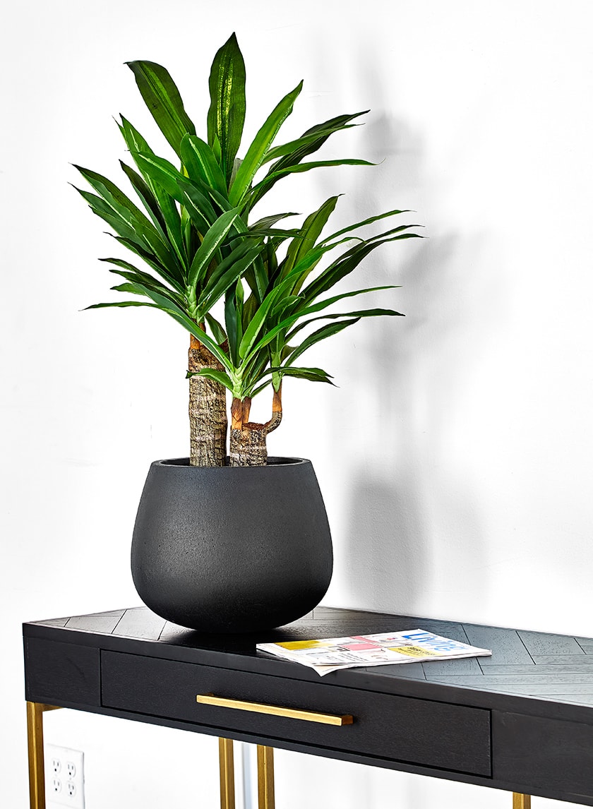 35in Artificial Dracaena