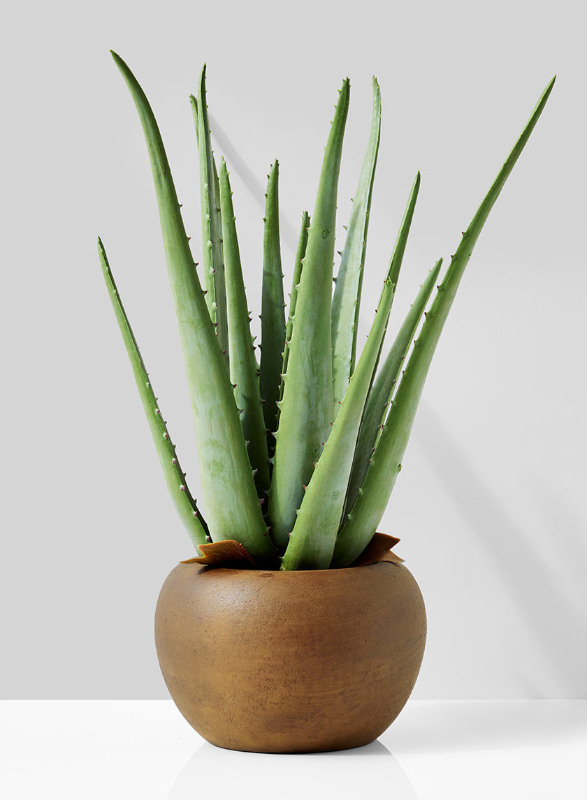 Aloe In Brown Pot