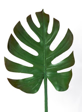 Turtle Leaf Spray