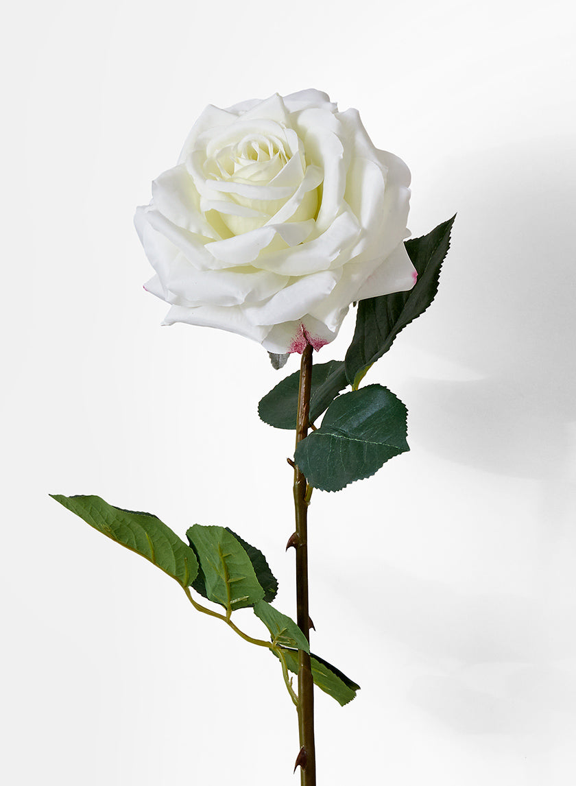 White Garden Rose