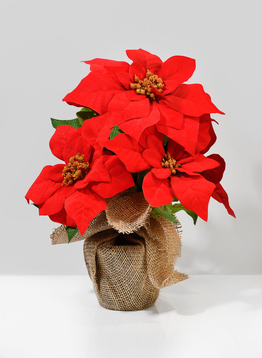 Burlap Wrapped Poinsettia Plant