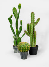 28in High Candelabra Cactus Plant