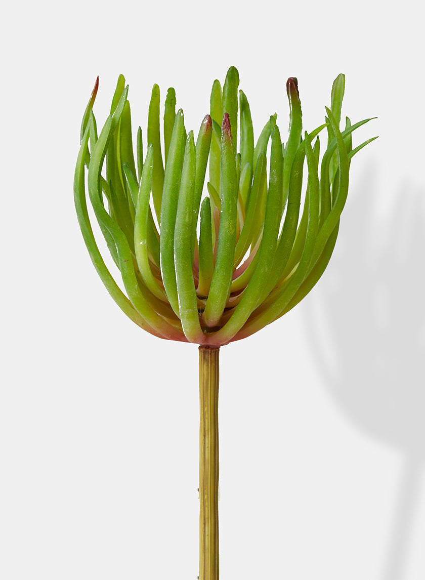 8in Chalk Stick Succulent